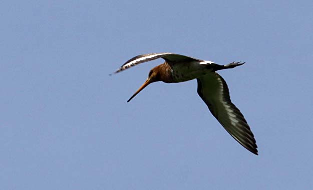 Zien en beleven: Vogels van Midden-Delfland