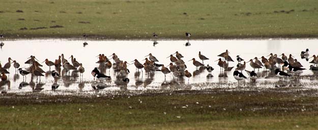 Allemaal in afwachting tot wat gaat komen... weidevogels in Midden-Delfland